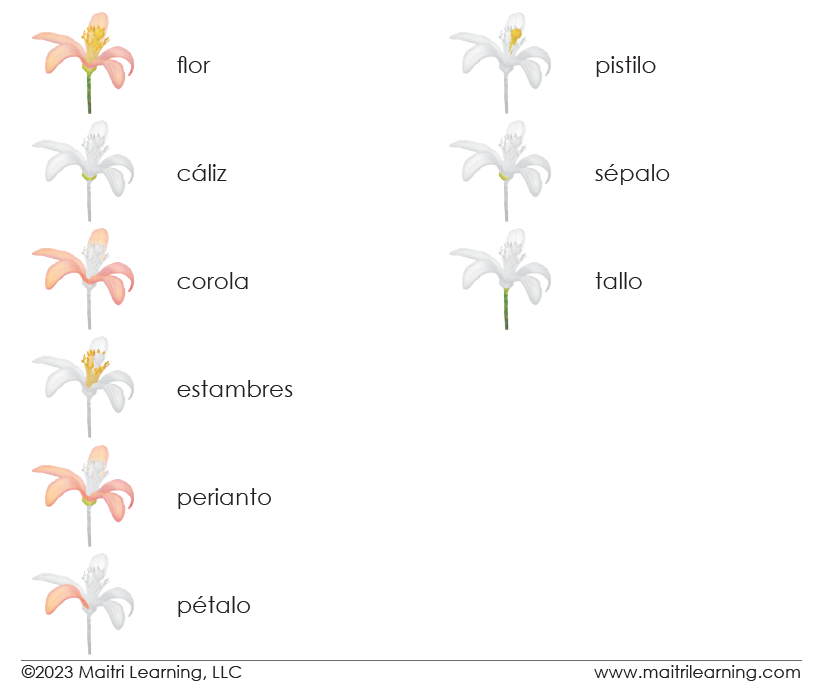 Spanish Parts of the Flower (Dicot) 3-Part Cards