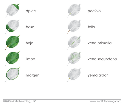 Spanish Parts of the Leaf 3-Part Cards