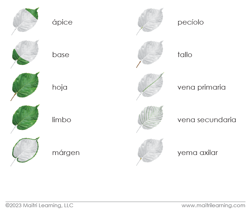 Spanish Parts of the Leaf 3-Part Cards