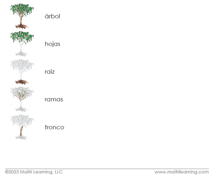 Spanish Parts of the Tree 3-Part Cards