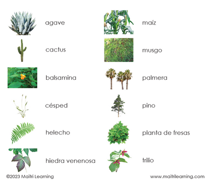 Spanish Plant Kingdom 3-Part Cards