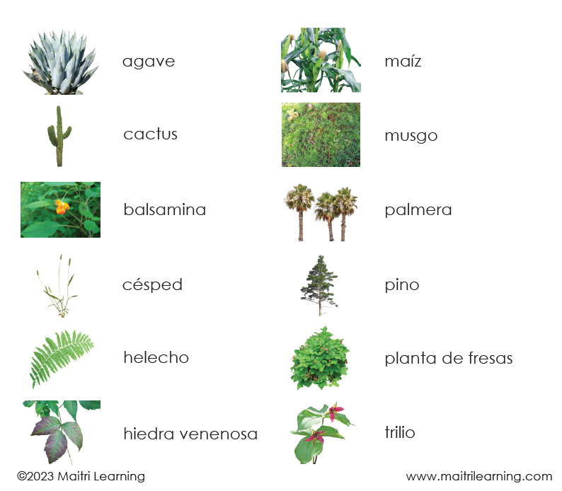 Spanish Plant Kingdom 3-Part Cards