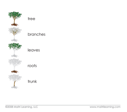 Parts of the Tree Definitions