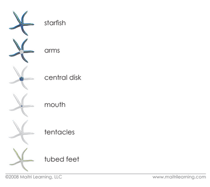 Parts of the Sea Star Vocabulary