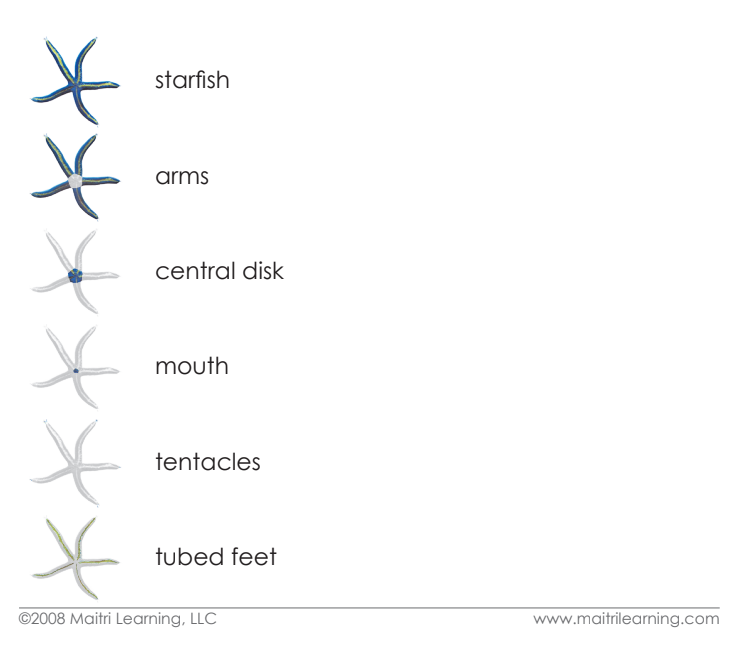 Parts of the Sea Star Vocabulary