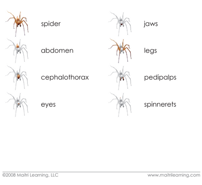 Parts of the Spider Definitions