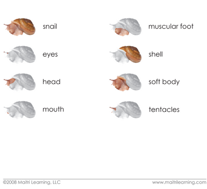 Parts of the Snail Book & Card Set