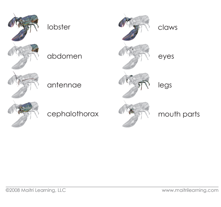 Parts of the Lobster Book