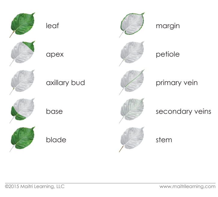 Parts of the Leaf Book
