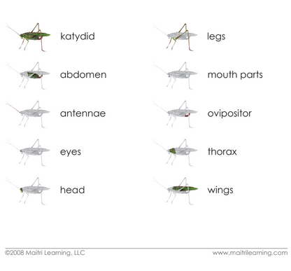 Parts of the Katydid Vocabulary