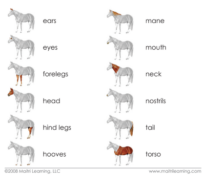 Parts of the Horse Definitions