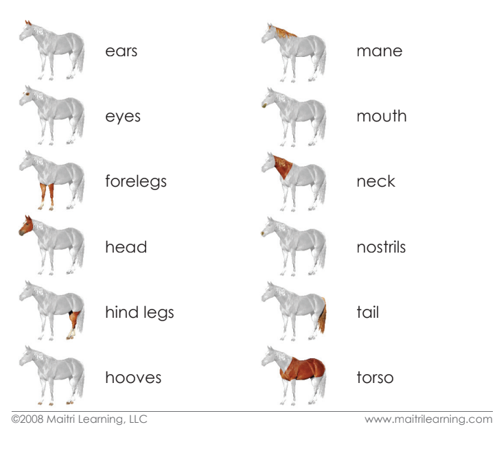 Parts of the Horse Definitions