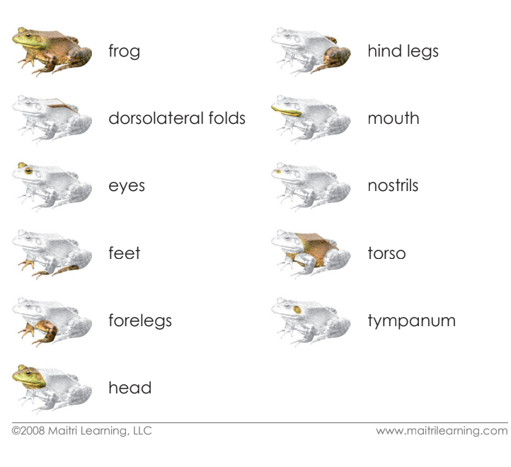 Parts of the Frog Vocabulary