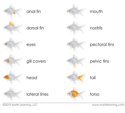 Parts of the Fish 3-Part Reading