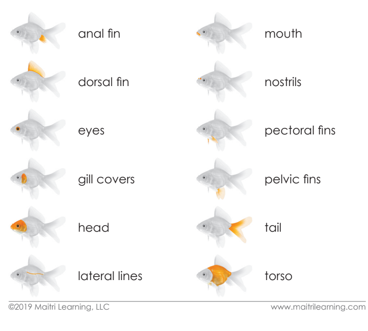 Parts of the Fish Book & Card Set