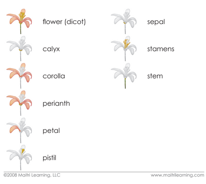 Parts of the Flower (Dicot) Definitions
