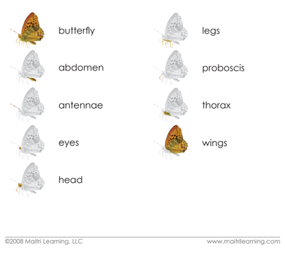 Parts of the Butterfly Book