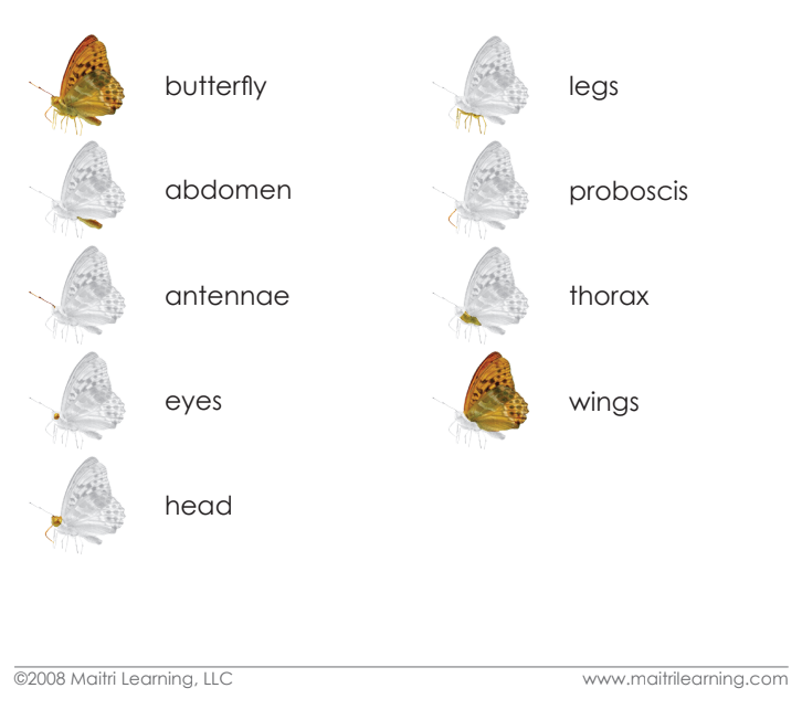 Parts of the Butterfly Book
