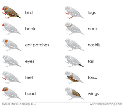 Parts of the Bird 3-Part Reading