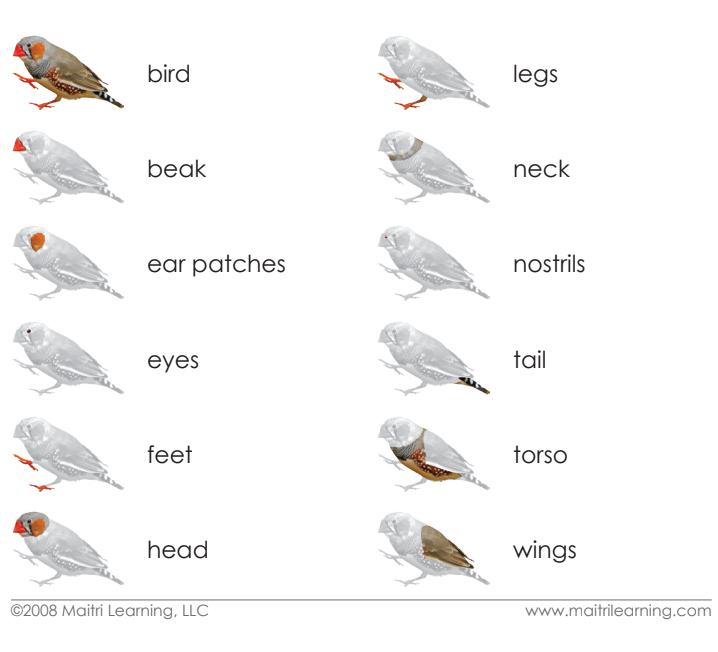 Parts of the Bird 3-Part Reading
