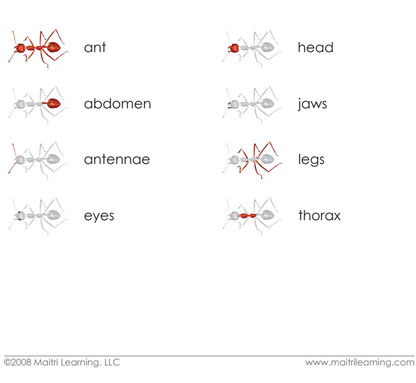 Parts of the Ant Vocabulary