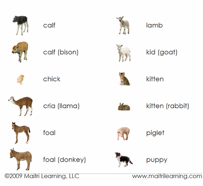 Farm Animals (Juvenile) Matching