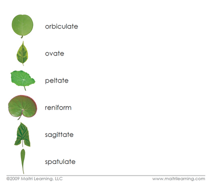 Leaf Shapes Book & Card Set