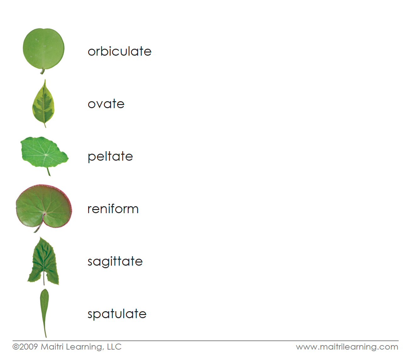 Leaf Shapes Vocabulary