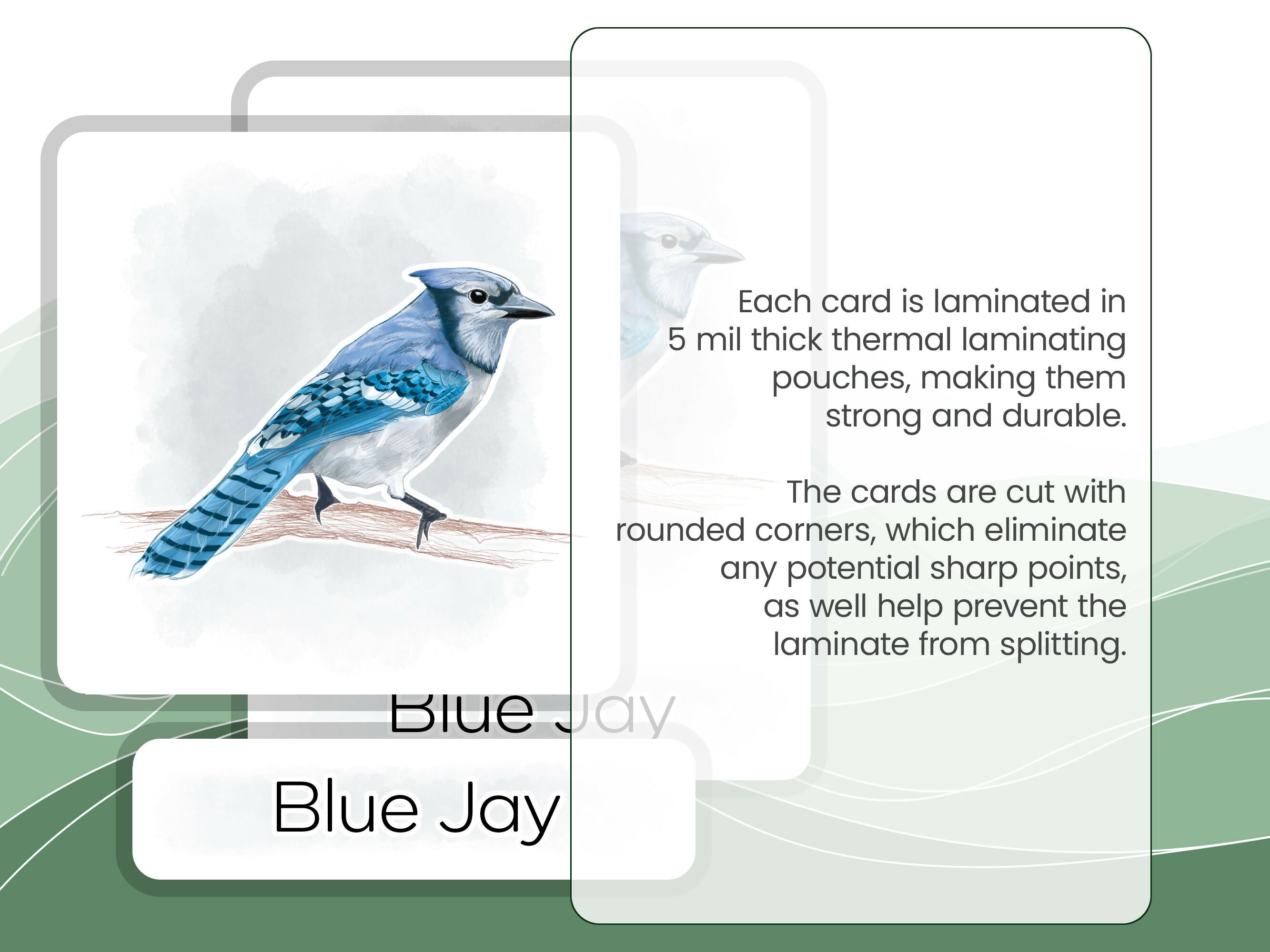 Nomenclature Cards Set - Illustrated Birds