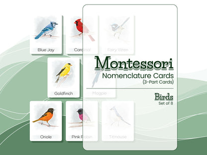 Nomenclature Cards Set - Illustrated Birds