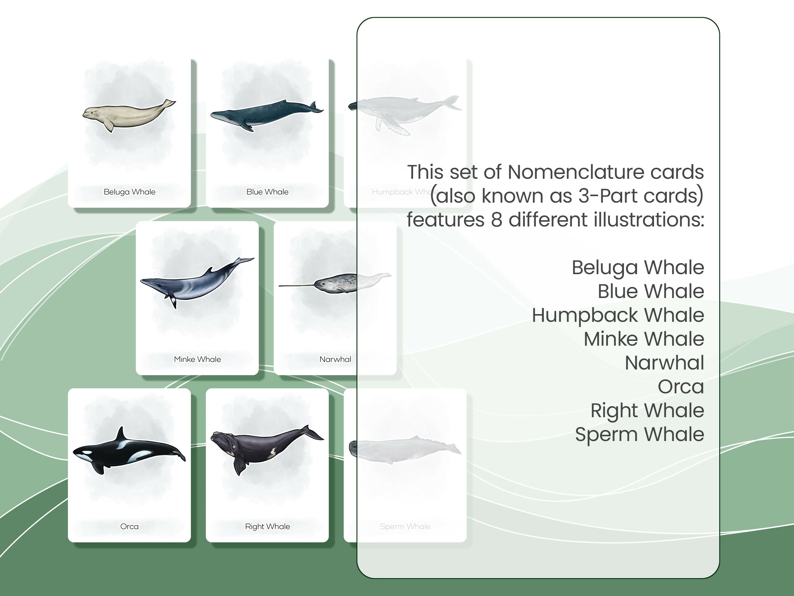 Nomenclature Cards Set - Illustrated Whales