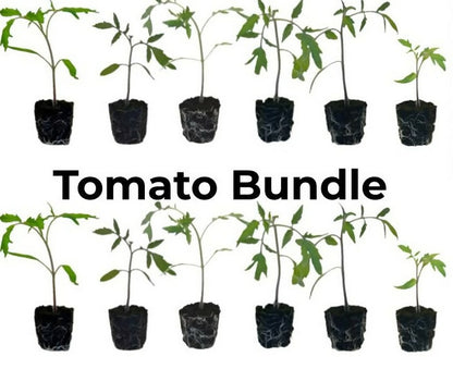 Tomato Bundle (12 seedlings)
