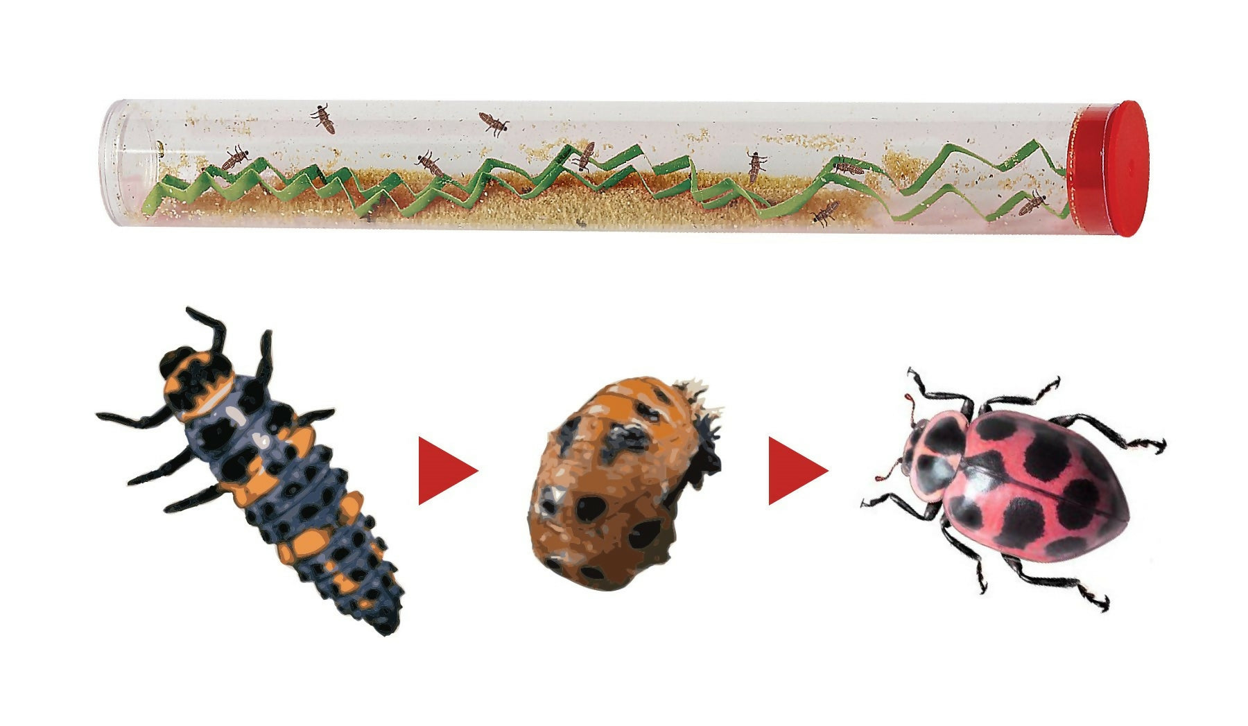 Ladybug Land Life Cycle Growing Kit with One Tube of Ladybug Larvae