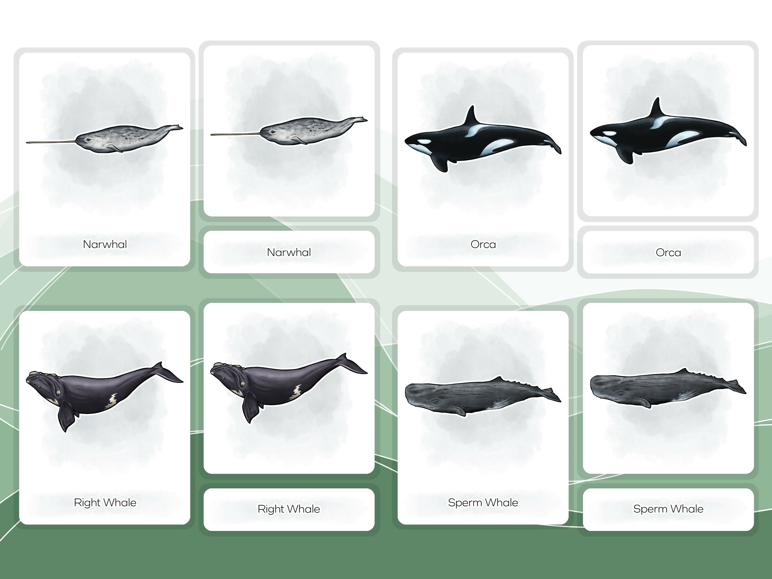 Nomenclature Cards Set - Illustrated Whales