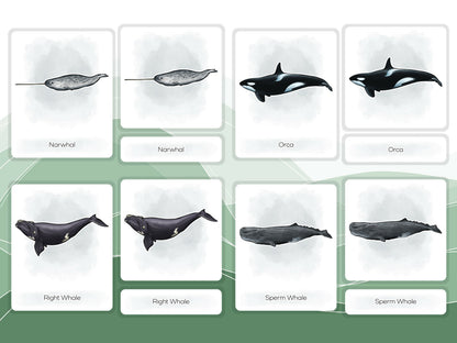 Nomenclature Cards Set - Illustrated Whales