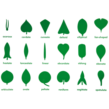 Montessori Leaf Shapes Garden (6 seedlings)