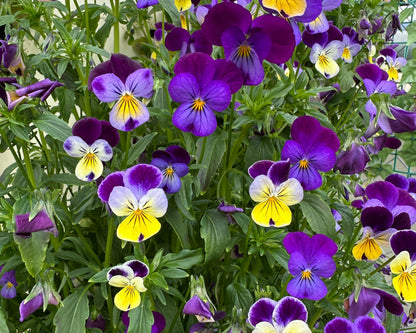 Flower Bundle (12 seedlings)