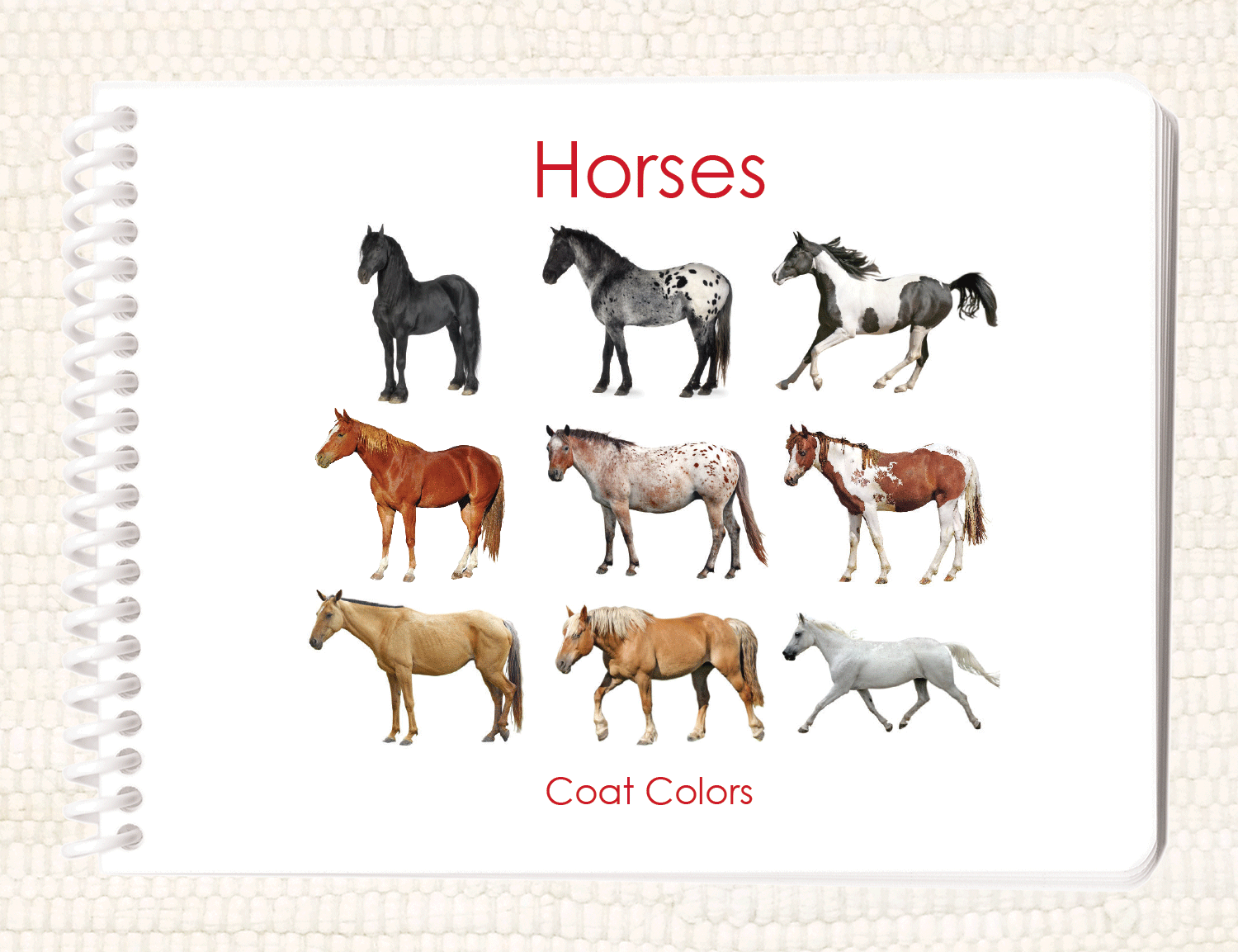 Horses (Coat Colors) Book & Card Set