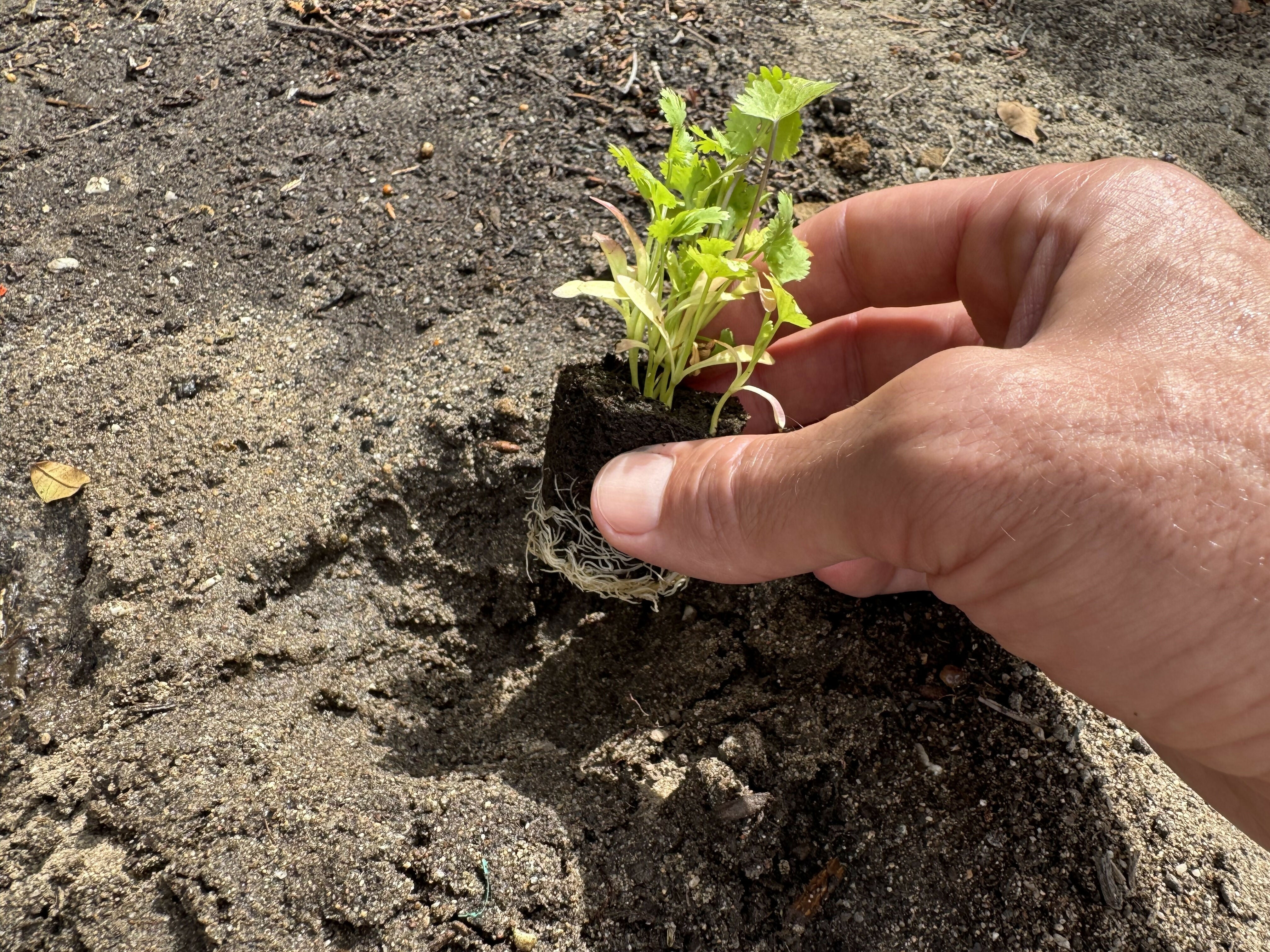 Herb Bundle (12 seedlings)