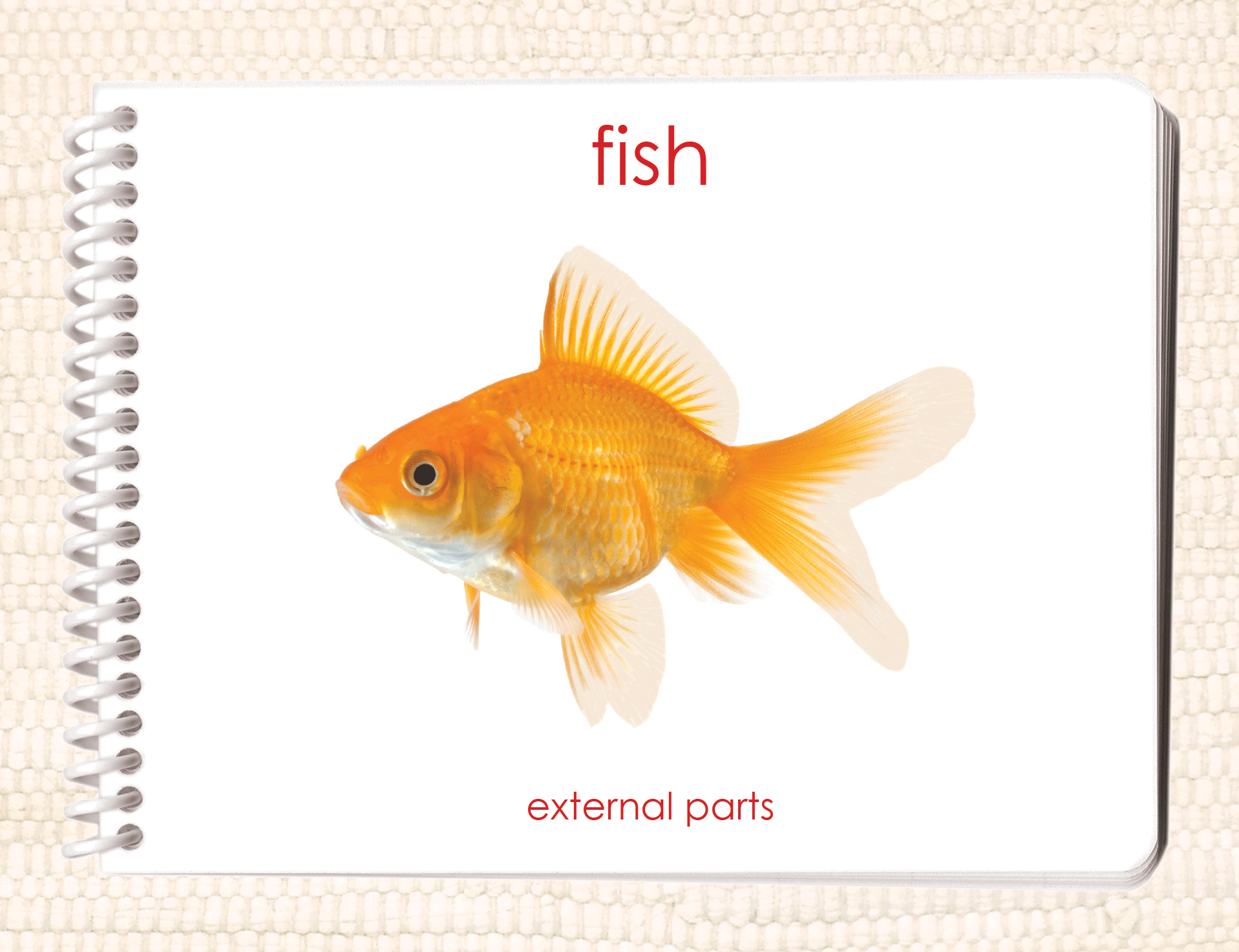 Parts of the Fish Book & Card Set
