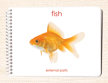 Parts of the Fish Book & Card Set