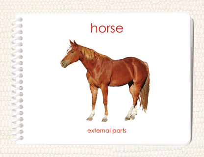 Parts of the Horse Book & Card Set
