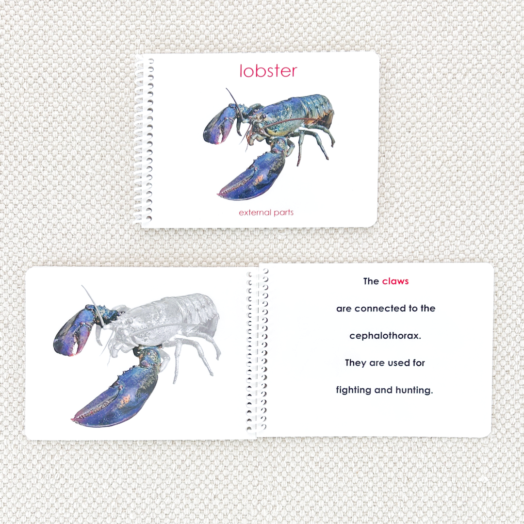 Parts of the Lobster Book