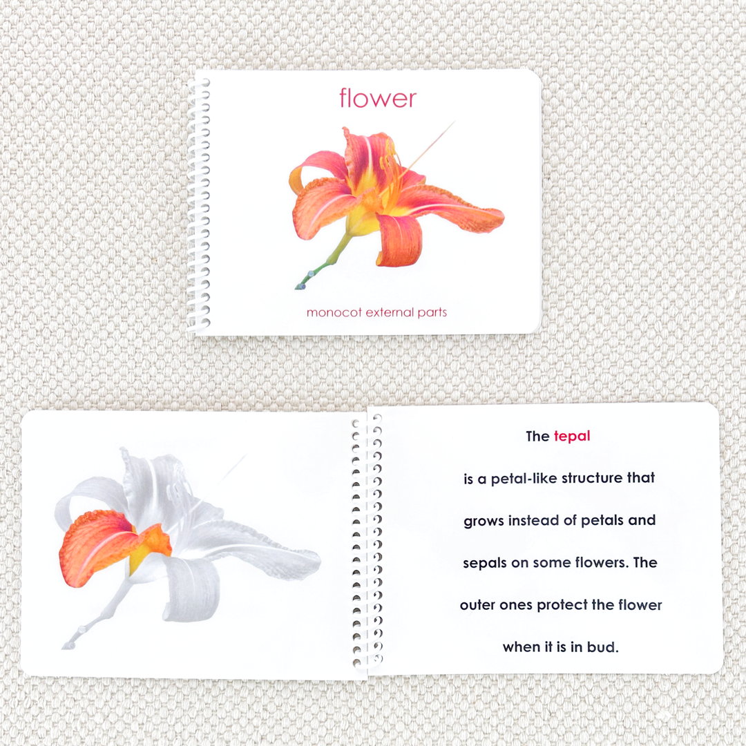 Parts of the Flower (Monocot) Book
