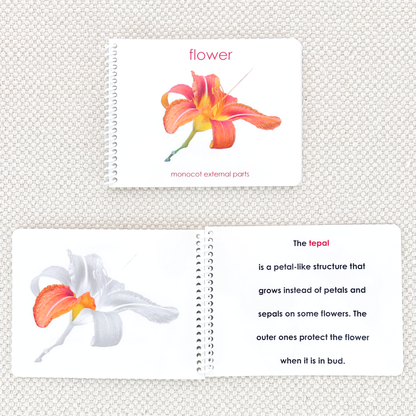 Parts of the Flower (Monocot) Book