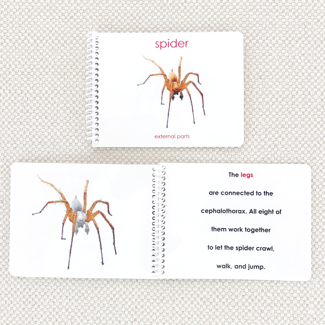 Parts of the Spider Book