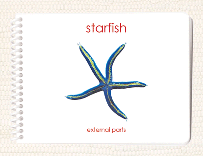 "Parts of" the Sea Star Book - Maitri Learning