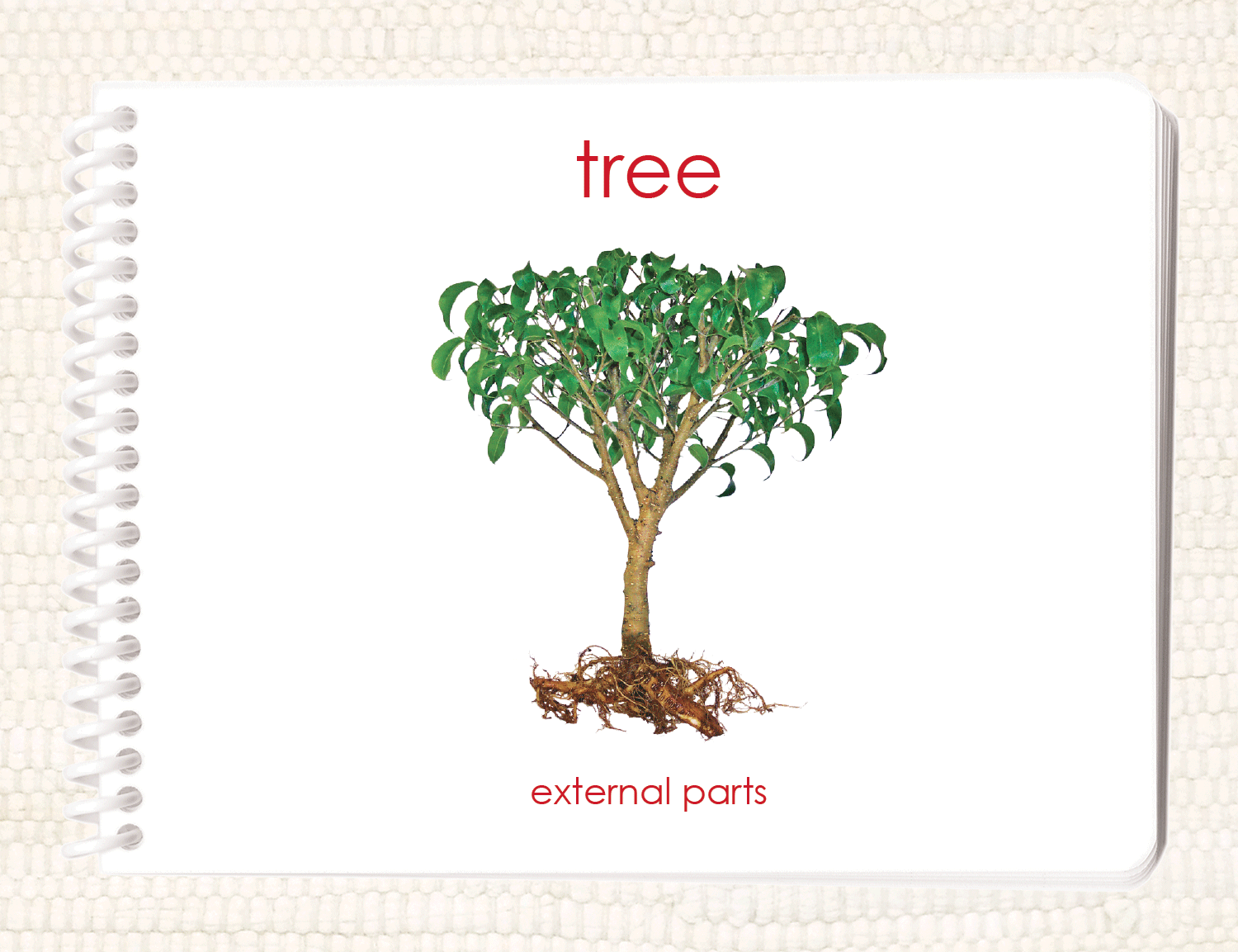 Parts of the Tree Book & Card Set