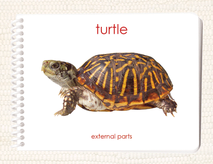 Parts of the Turtle Book & Card Set