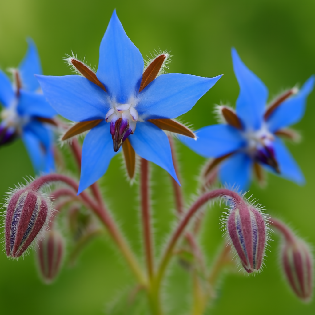 Flower Bundle (12 seedlings)